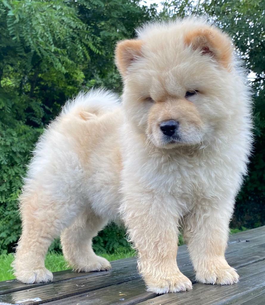 chow chow for sale gumtree